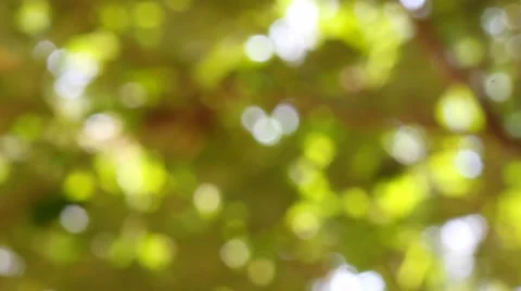 Bokeh out of focus background  HD footage Stock Footage 47450199