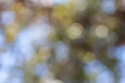 Bokeh out of focus background Stock Photos