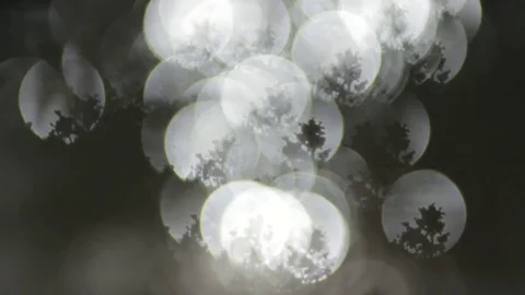 Bokeh Plant Flicker 動画素材 80697870