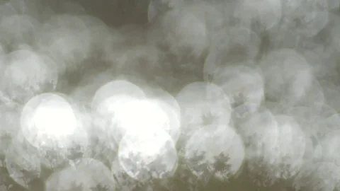 Bokeh Plant Flicker 動画素材 80698046