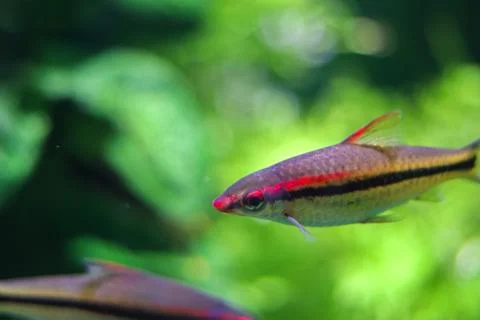 Bokeh portrait of a small multi-colored close-up fish with a blurry bright gr Stock-Fotos