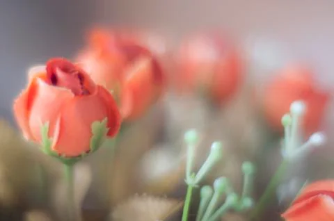 Bokeh red roses Stock Photos