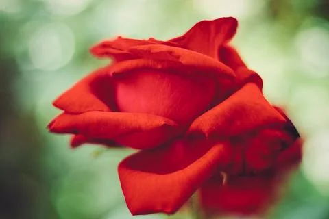 Bokeh Rose Foto stock