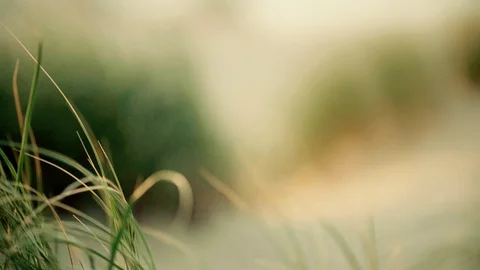 Bokeh Series 動画素材 121316133