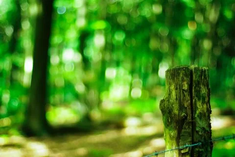 Bokeh shot in the forest Stock Photos