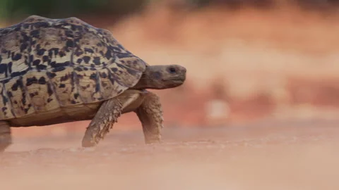 Bokeh shot of a leopard tortoise walking through sand in Kenya Stock Footage 261025347