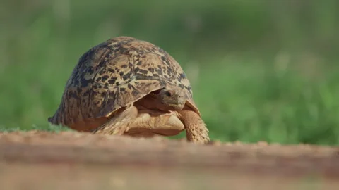 Bokeh shot of a leopard tortoise walking through dirt Video stock 261025678