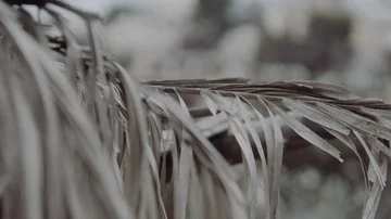 Bokeh Slow motion shot of palms blowing in the wind in Nazareth Israel Stock Footage 86070955