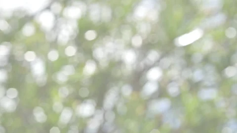 Bokeh, soft focus, pastel, moving leaves background Stock Footage 250488639