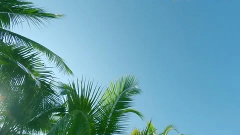 Bokeh sun light ray n sunbeam lens flare shining on green palm tree leaf Stock Footage 151450414