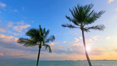 Bokeh sun light ray n sunbeam lens flare with palm tree leaves over sea water Stock Footage 160117559