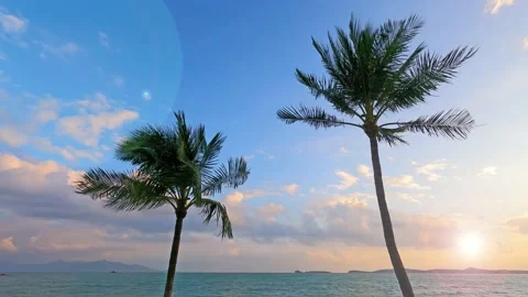 Bokeh sun light ray n lens flare effect with palm tree leaf over ocean wave Stock Footage 160117650
