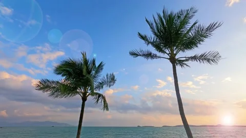 Bokeh sun light ray n lens flare over sea ocean with palm tree Stock-Footage 160117684