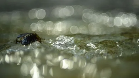 Bokeh of sunlight reflections on a mountain river (slow motion) Stock Footage 211764242