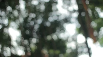 Bokeh of sunlight seeping through trees Stock Footage 86003708