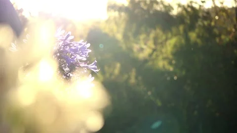 Bokeh Sunlit Flowers Stock Footage 150909929