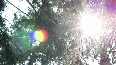 Bokeh Tree Background 12 Stock Footage 39377870