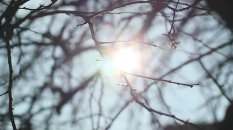 Bokeh Tree Background 24 Stock Footage 57462494