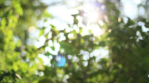 Bokeh Tree Background 3 Video stock 39379291