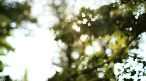 Bokeh Tree Background 4 Stock Footage 39382472