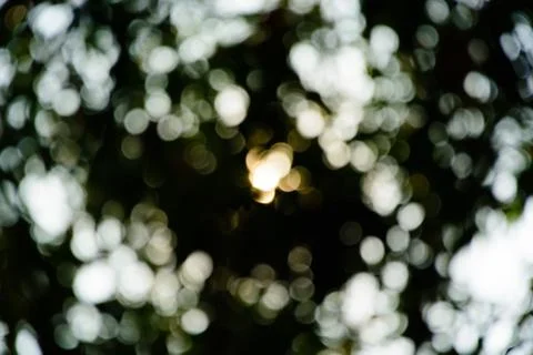 Bokeh of tree background Stock Photos