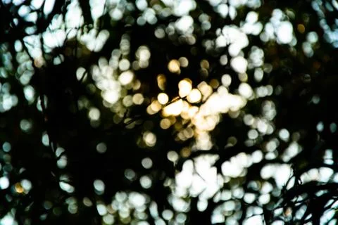 Bokeh of tree background Stock Photos