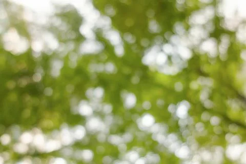 Bokeh tree branch, abstract spring blur green natural forest background Stock Photos