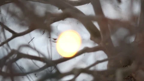 Bokeh of tree branches and light during winter Stock Footage 76616913