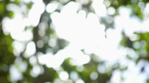 The bokeh in the tree crown in the sun 库存影片 66194955