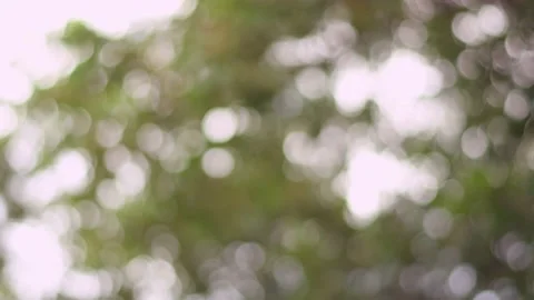 Bokeh Tree Stock Footage 137448771