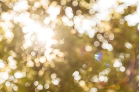 Bokeh of the tree in the park Stock Photos
