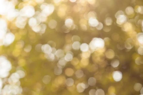 Bokeh of the tree in the park Stock Photos