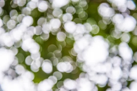 Bokeh tree Stock Photos