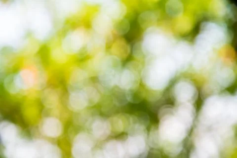 Bokeh tree Stock Photos