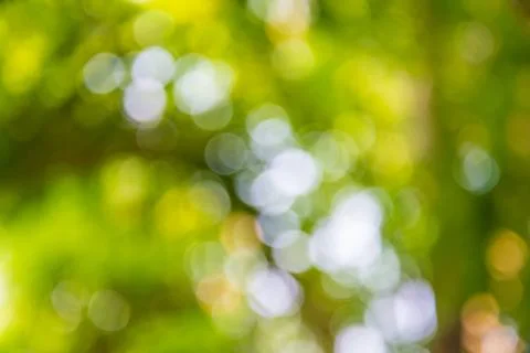 Bokeh tree Stock Photos