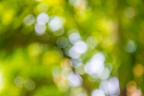 Bokeh tree Stock Photos