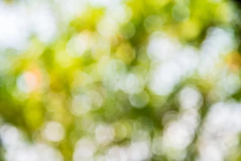 Bokeh tree Stock Photos