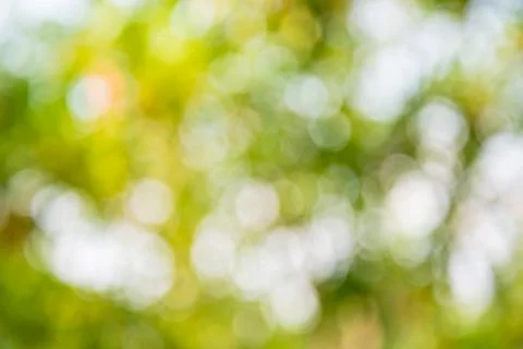 Bokeh tree Stock Photos