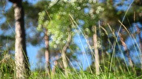 Bokeh of trees that are moved by the wind Stock Footage 219402236