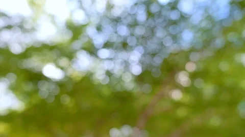 Bokeh trees in tropical rainforest, Greenery background. Stock Footage 119521292
