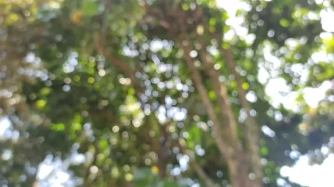 Bokeh video background with the theme of trees Stock Footage 233396954