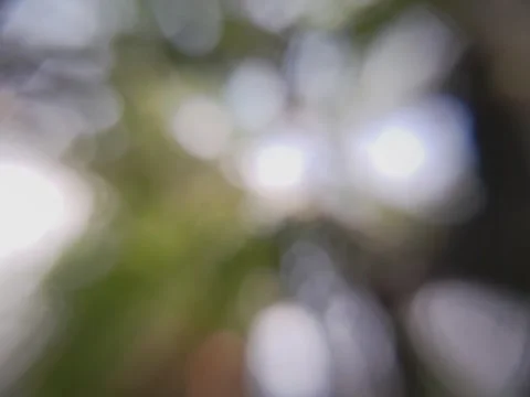 Bokeh video of sunlight between trees Stock Footage 264314830
