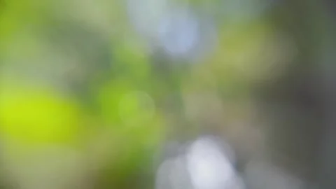 Bokeh video of sunlight between trees Stock Footage 264314832