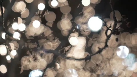 Bokeh white lights on tree Stock Footage 168193278