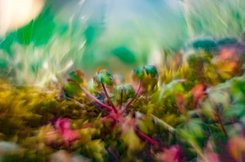 Bokeh with wild plants Stock Photos