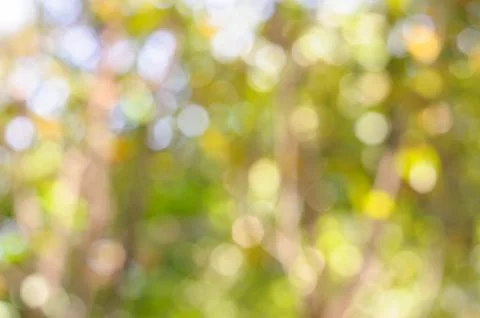 Boken autumn leaf blurry Stock Photos