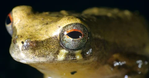 Bokermann's Tarauaca tree frog (Dendropsophus bokermanni) Stock Footage 107951205