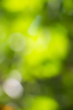 Bokhe background Stock Photos