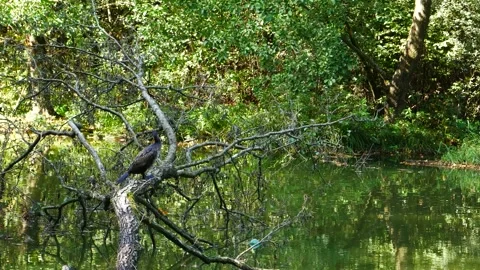 Boklan sits on a dry tree above the river 動画素材 251728711