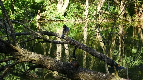 Boklan sits on a dry tree above the river. Vídeos de archivo 251728780